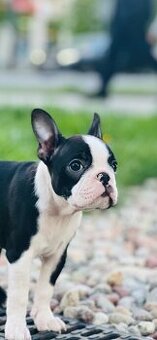Boston Terrier