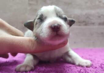Szczenię BORDER COLLIE z Hodowli - Rasowy pies z pełną dok.