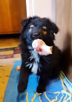 Owczarek niemiecki - 8 tygodni