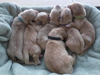 GOLDEN RETRIEVER po championie białe złote biszkoptowe