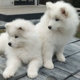 SAMOJED szczenięta