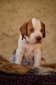 Pointer / English pointer