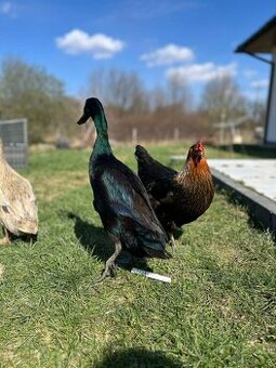 Jaja bieguski indyjskiej