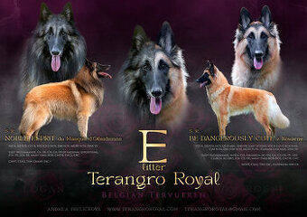 Owczarek belgijski Tervueren - szczenięta z rodowodem