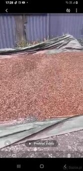 Sprzedam nasiona Buka Buczyna