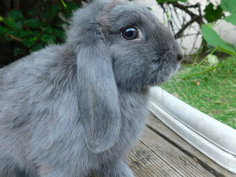 Niebiesko- białe baranki mini lop