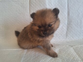 Sunia Pomeranian