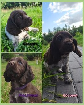 Polski Spaniel Myśliwski - Psy Artemidy FCI- szczenięta