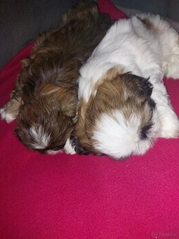 Suczki shih tzu  szukają domu