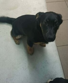 Szukamy dobrych domkow