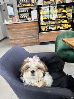 Shih tzu