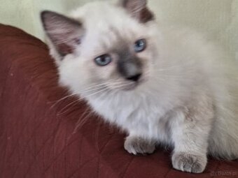 Kocurek Ragdoll