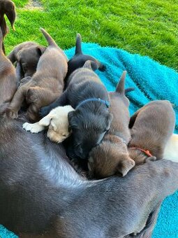 Labrador retriever