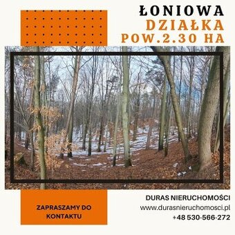 Łoniowa działka rolno-leśna 2.30 ha