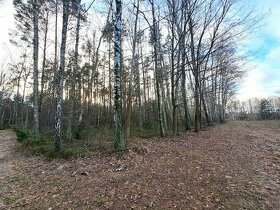 Działka leśna, Rynia, miński - 1