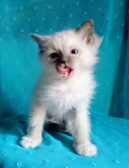 Piękny kocurek Ragdoll z rodowodem i wyprawką