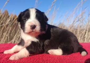 Rasowa suczka BORDER COLLIE z Hodowli - pełną dok.
