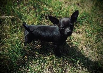 Chihuahua odchowany piesek