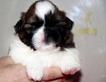 SHIH TZU