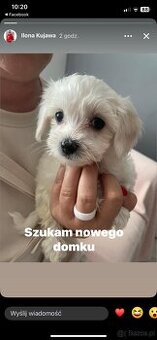 Maltańczyki szukają domu
