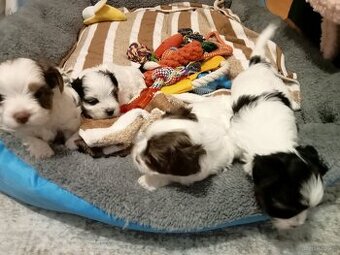 Yorkshire terrier biewer Hodowla.