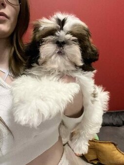 Piesek Shih Tzu
