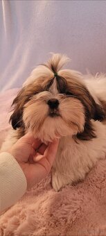 Piesek Shih Tzu