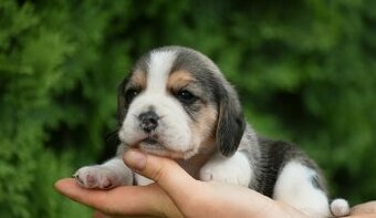 Beagle  s PP (FCI)
