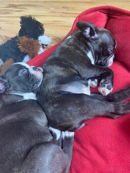 Boston terrier - 1