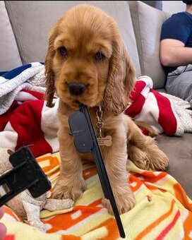 Amerykański Cocker Spaniel.WhatsApp: +49 1512 4985419