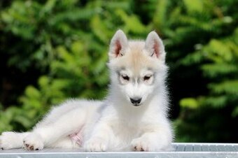 Siberian Husky ZKwP