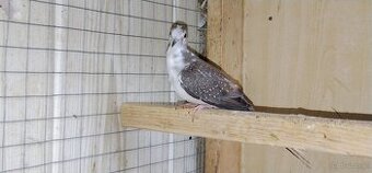 Gołąbek diamentowy szek 25r