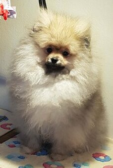 Szpic miniaturowy pomeranian ZKwP/FCI