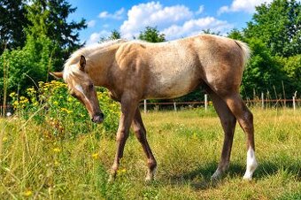 Qh - 1
