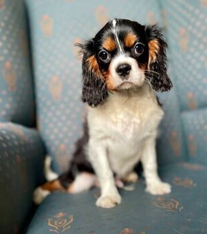 Cavalier King charles spaniel