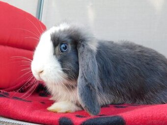 Samczyk baranek mini lop