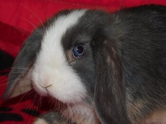 Samczyk baranek mini lop