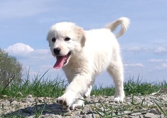 Rasowa suczka XJA ee-red Border Collie z pełną dok. przebada