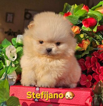 Pomeranian Boo szczenięta