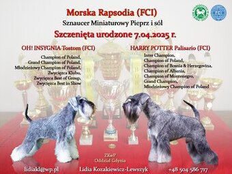 Sznaucery miniaturowe pieprz i sól z rodowodem po championac