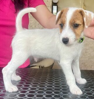 Parson russell terrier FCI HODOWLA RODOWÓD