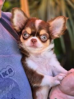 Piękne szczenięta Chihuahua