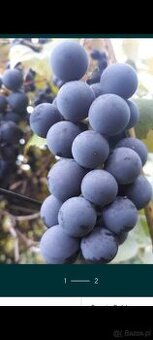 Winogrono ciemne