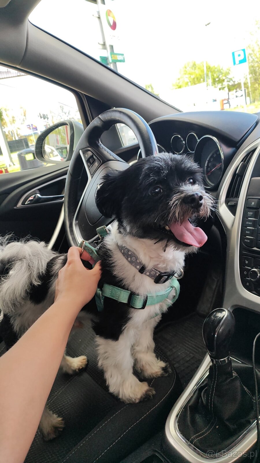 Oddam psa w dobre ręce za darmo - 2