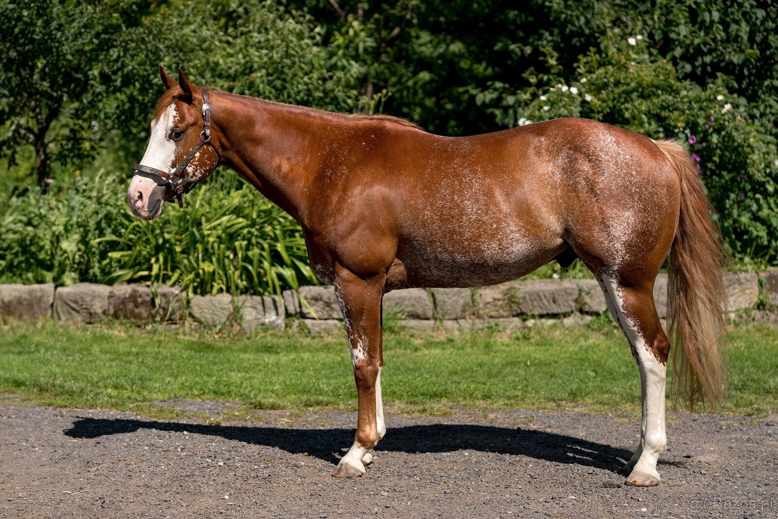 APH gelding - 2