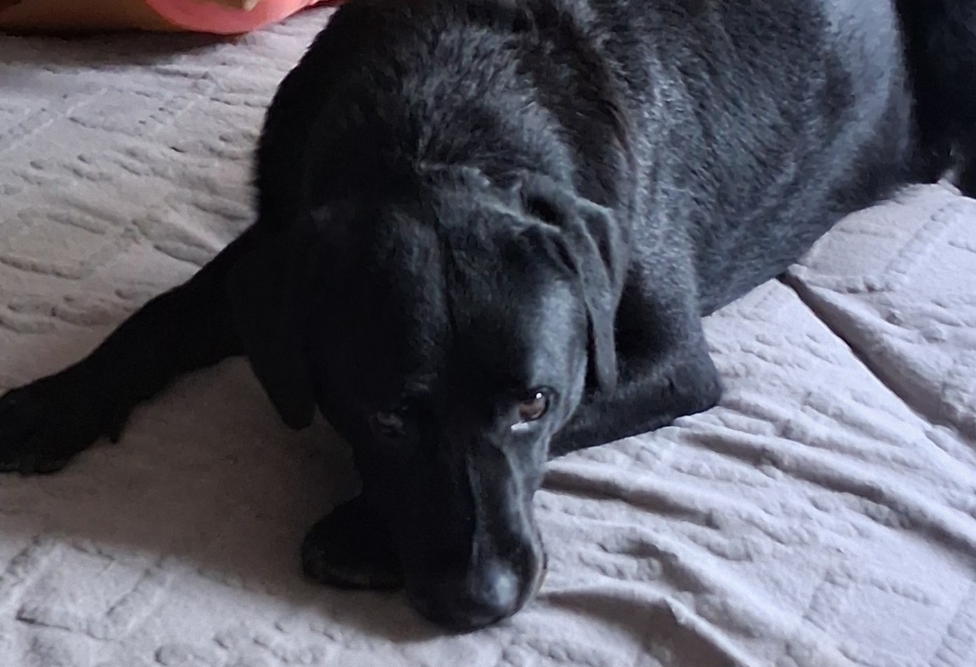 Szukam wspaniałego, kochającego domu dla 9-letniego labrador - 2