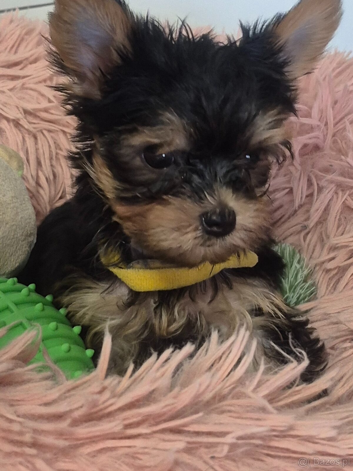 Yorkschire Terrier - 2