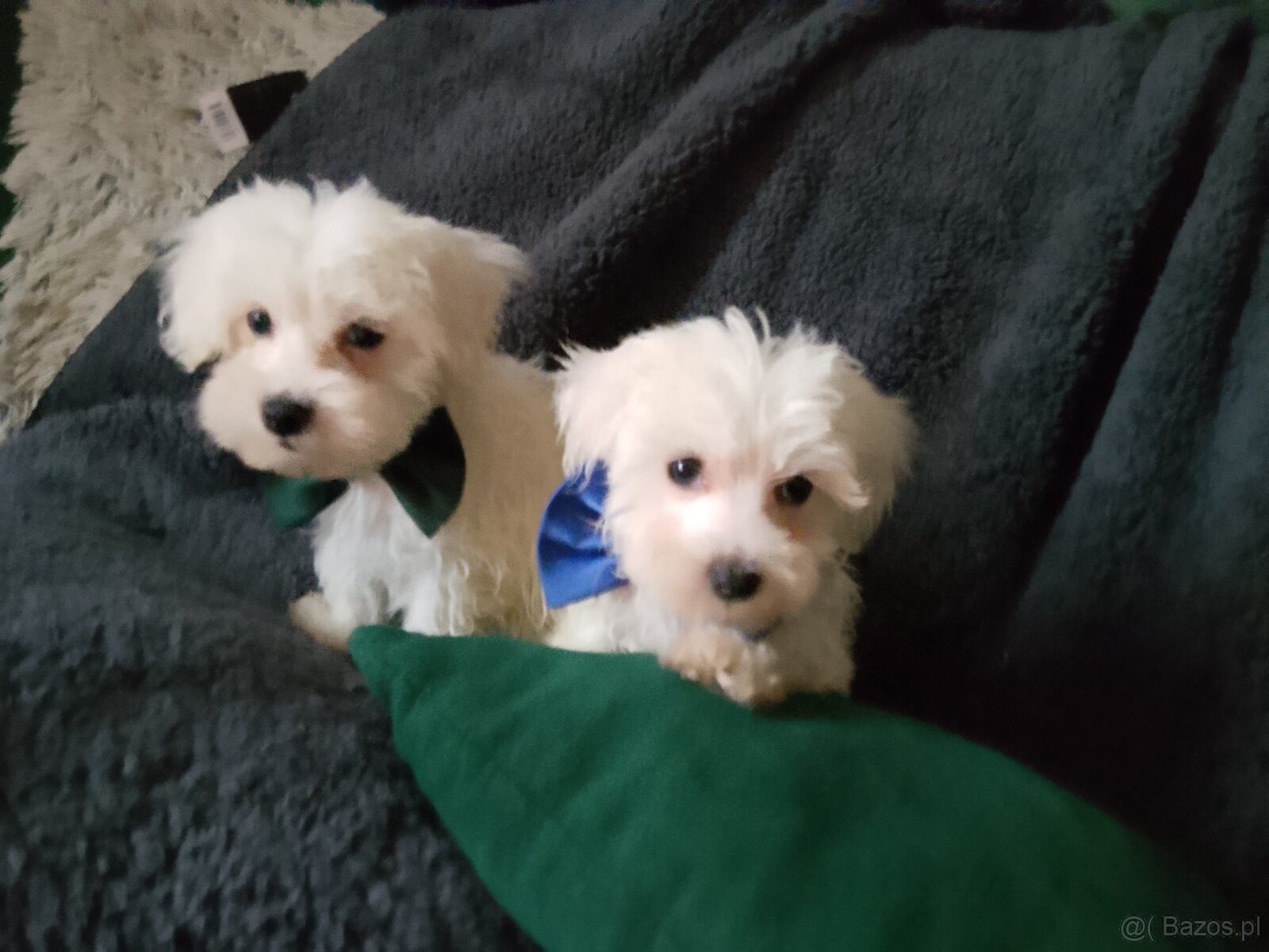 Maltańczyki szczeniak piesek - 2