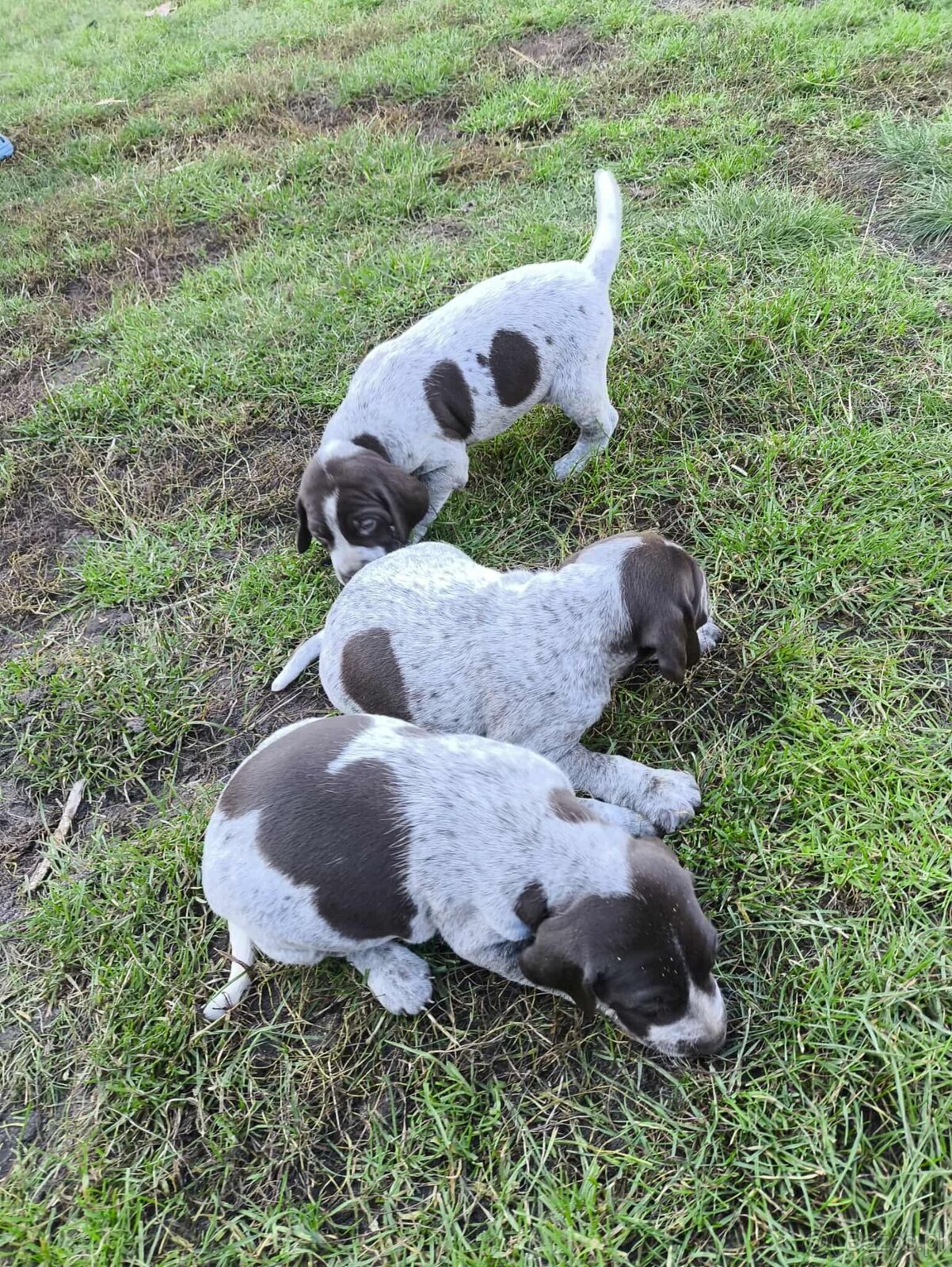 Wyżeł niemiecki - 2