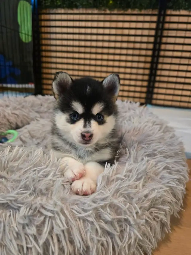 Szczenięta Pomsky - 2